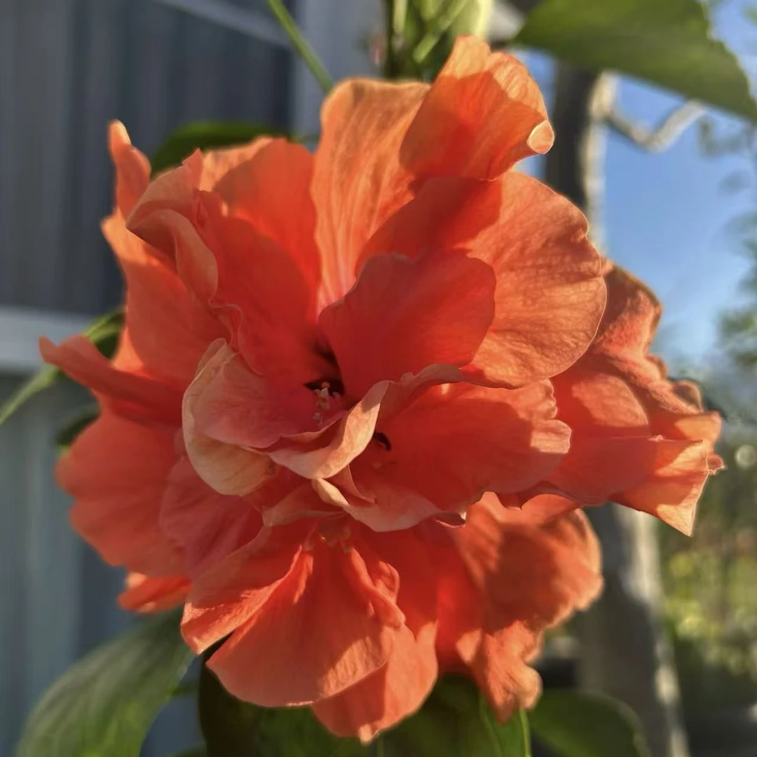橙色重瓣大花木槿盆栽庭院阳台耐热耐晒花卉新手易养护