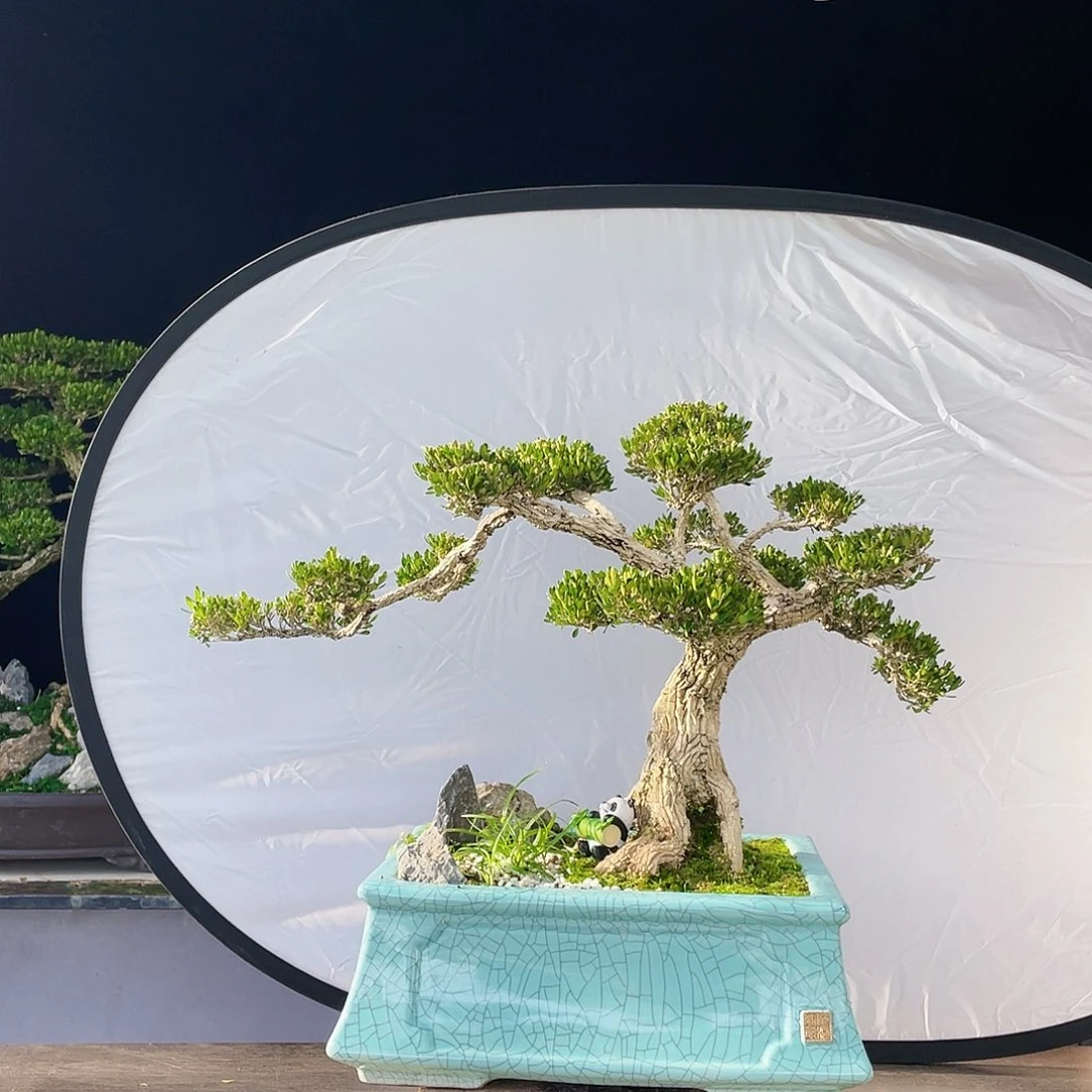 完全开放黄杨盆景四季常青