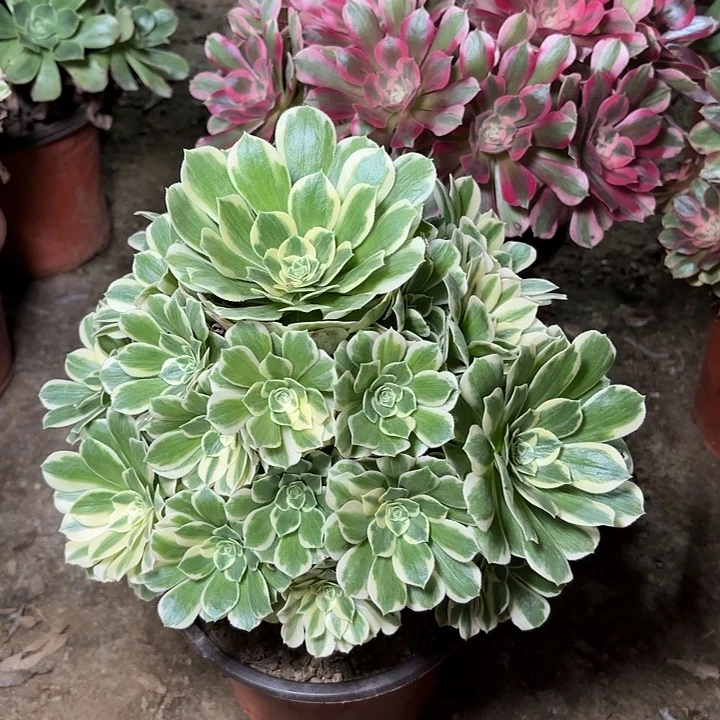 多肉植物法师迈巴赫