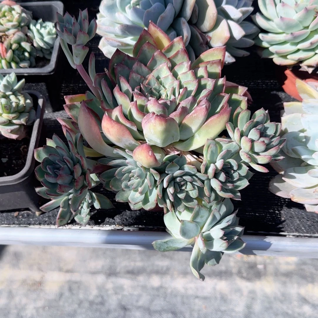 塔****业花月夜群生多肉植物