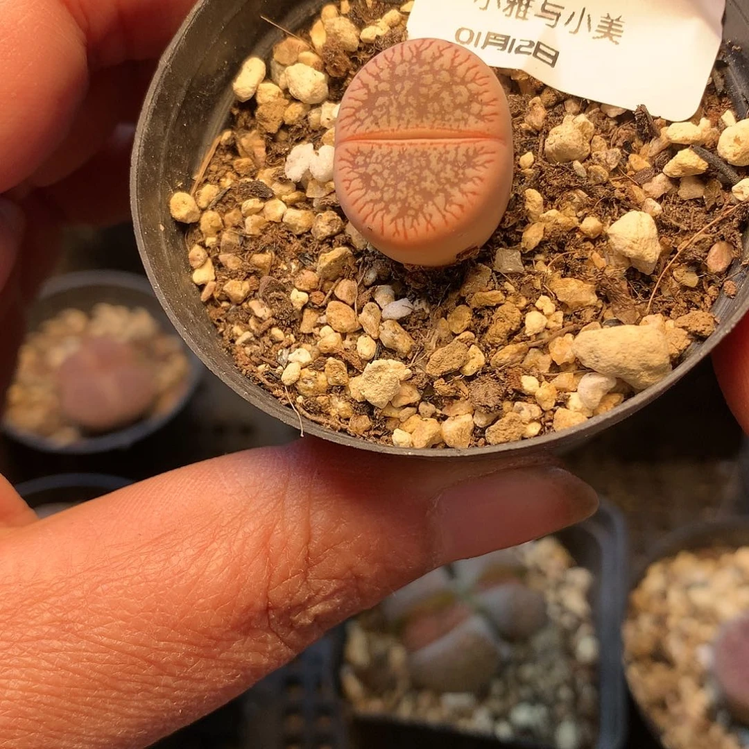 B390多肉植物保护研究所