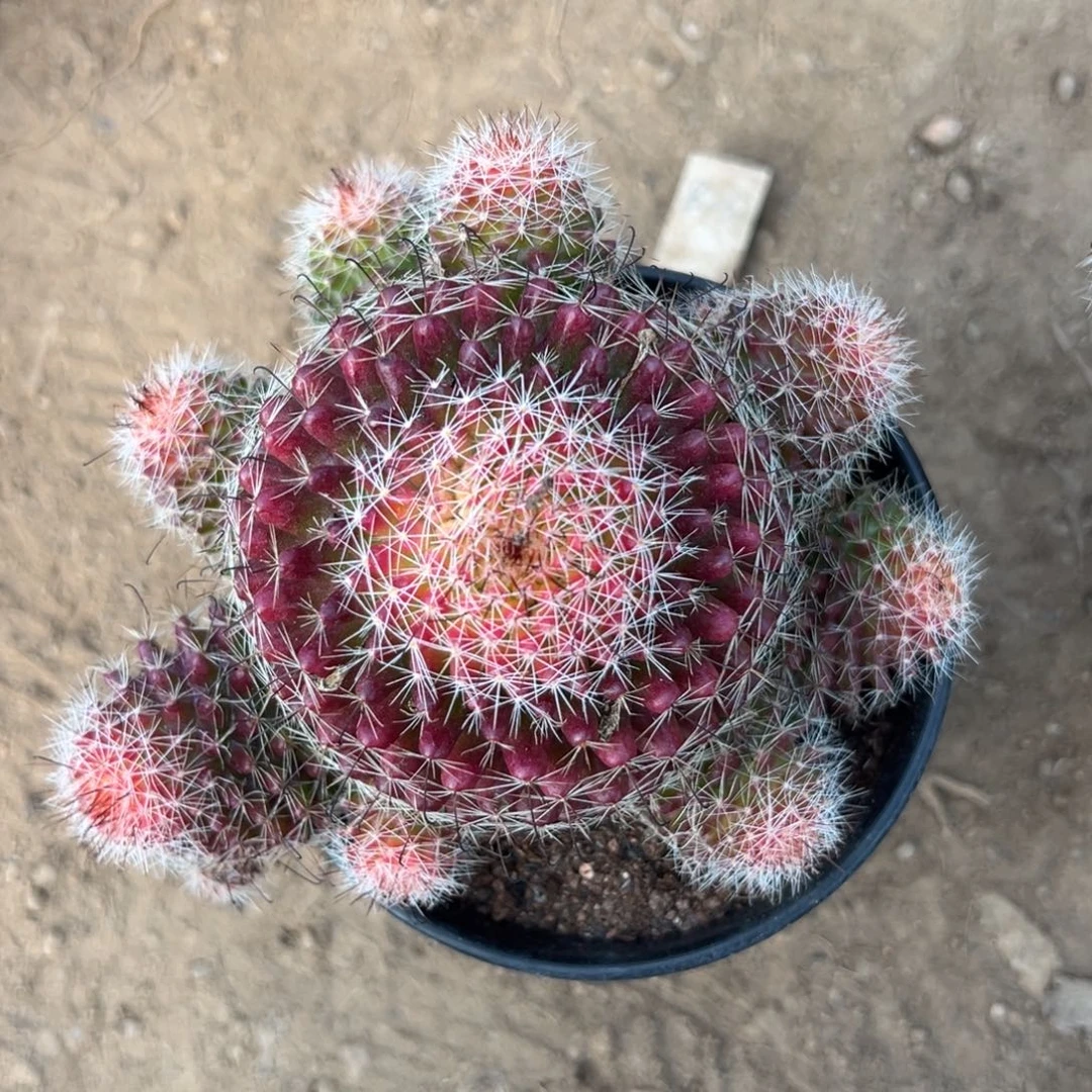 漫***生零零落落 零零落落