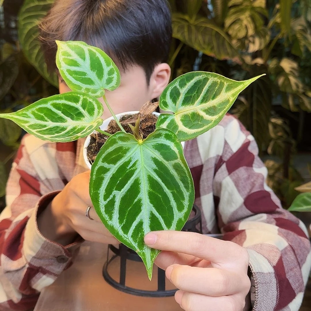 完全开放J107银虎杂铜锣烧