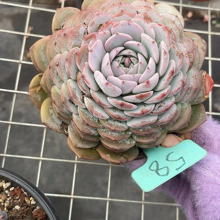 两单包邮，一物一拍58恩宠