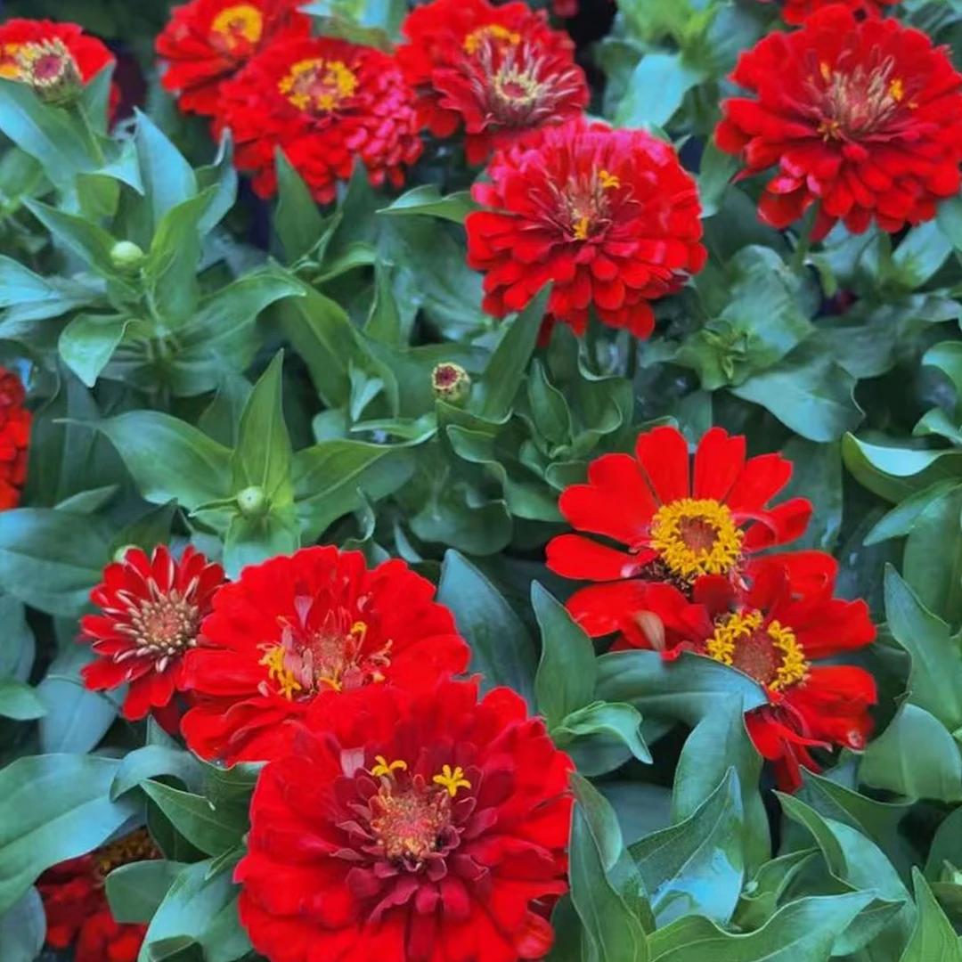 步步高百日红花卉四季易活开花不断