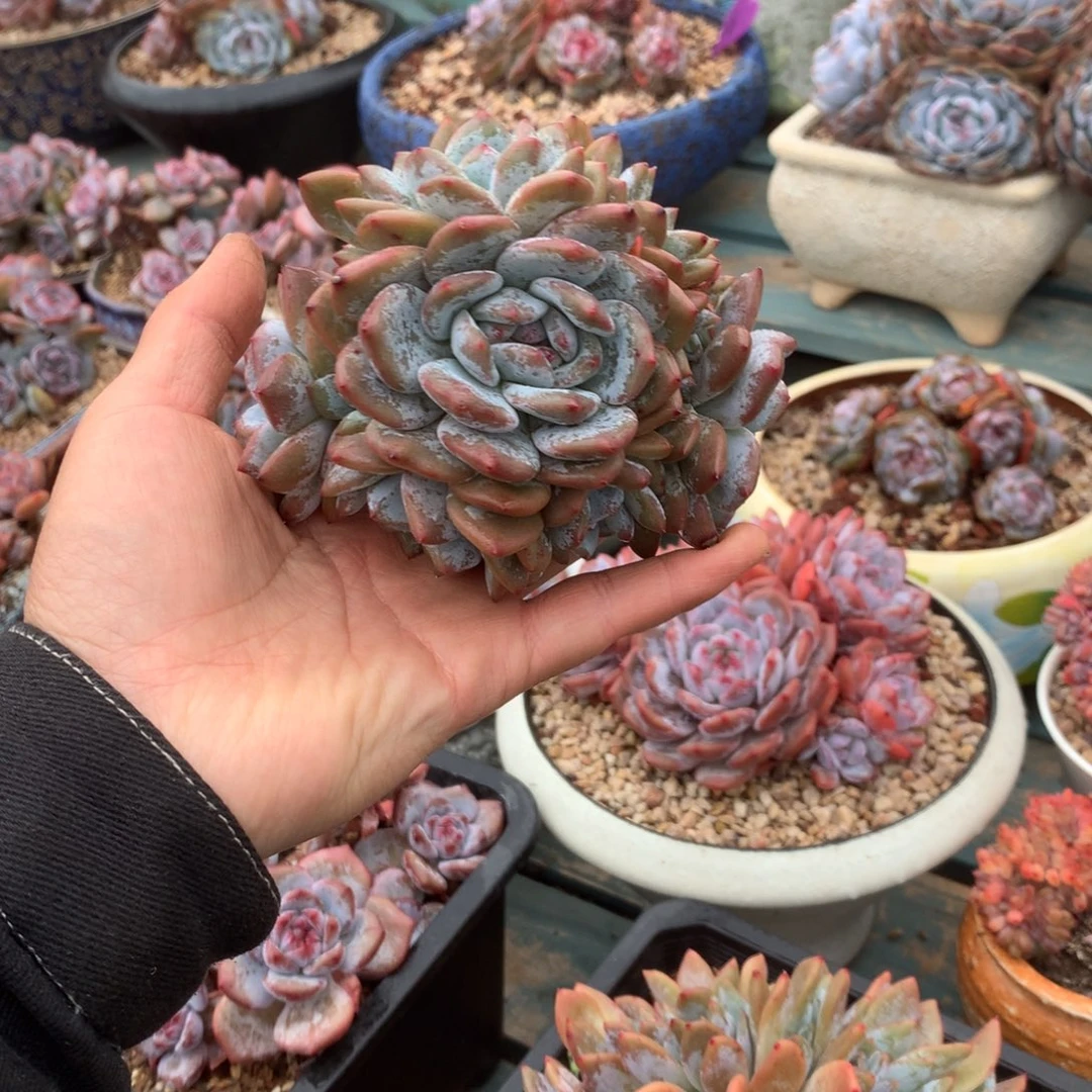 无花朵无砍哈哈哈哈哈哈哈哈哈