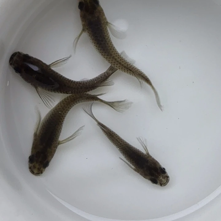 青鳉鱼短体大蛇69号