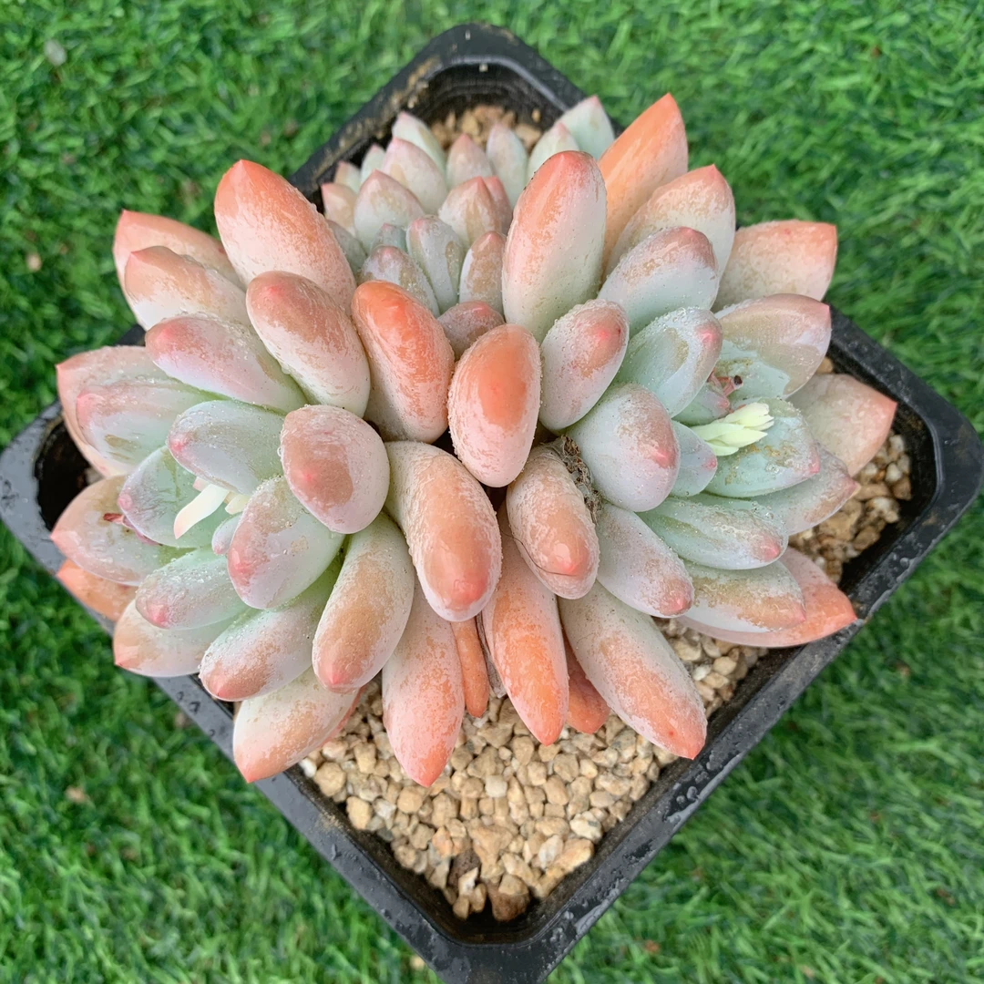 香水群生9-11CM【花界草堂】精品多肉阳台盆栽新手易养一单包邮