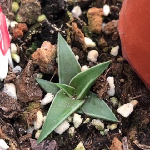 丸叶芦荟多肉植物