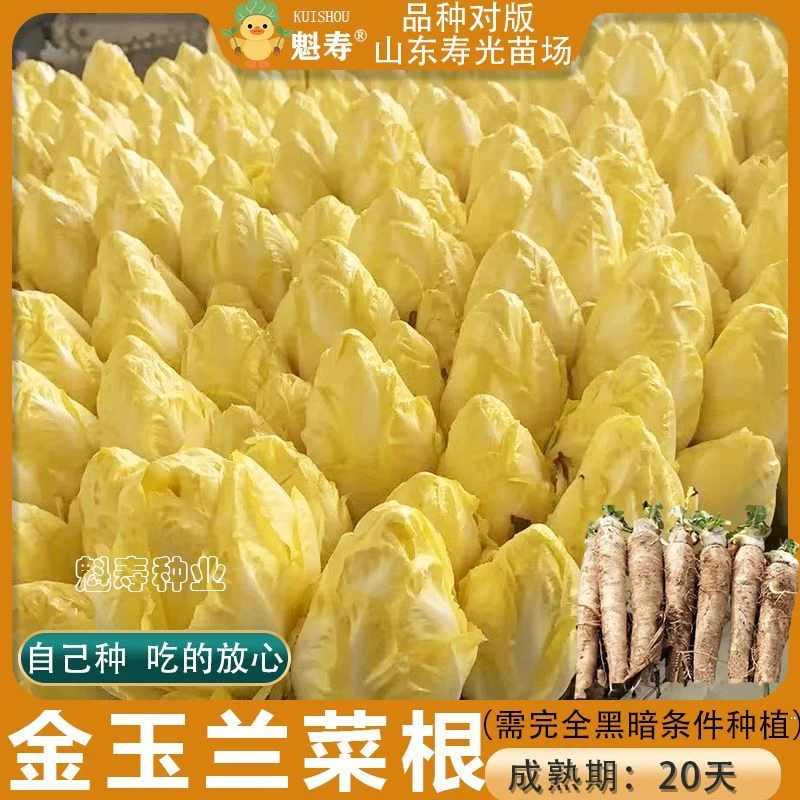 菊苣根苗金玉兰欧洲菊苣新鲜黄芽球活体幼苗庭院室内好养盆栽批发