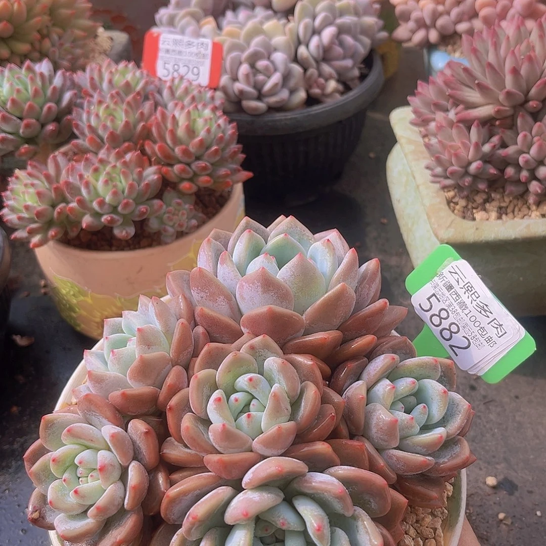 5882奥橙多肉植物