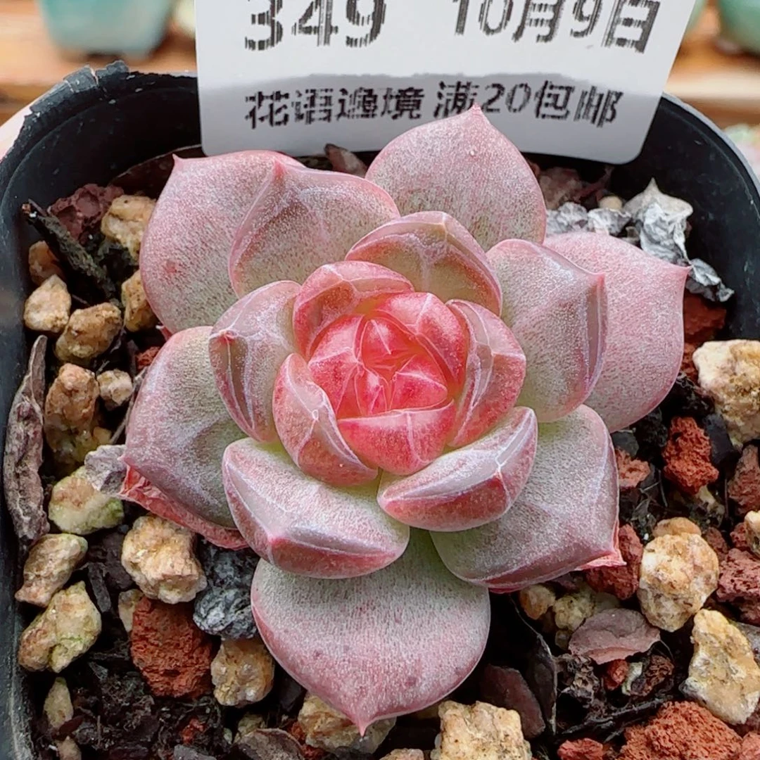 花语逸镜1009-349天使琥珀