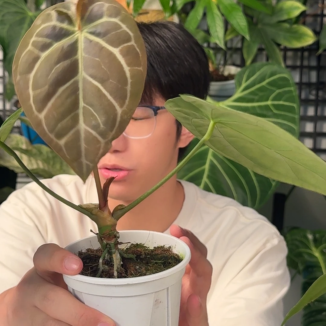 完全开放南美水晶杂撕裂纹E104