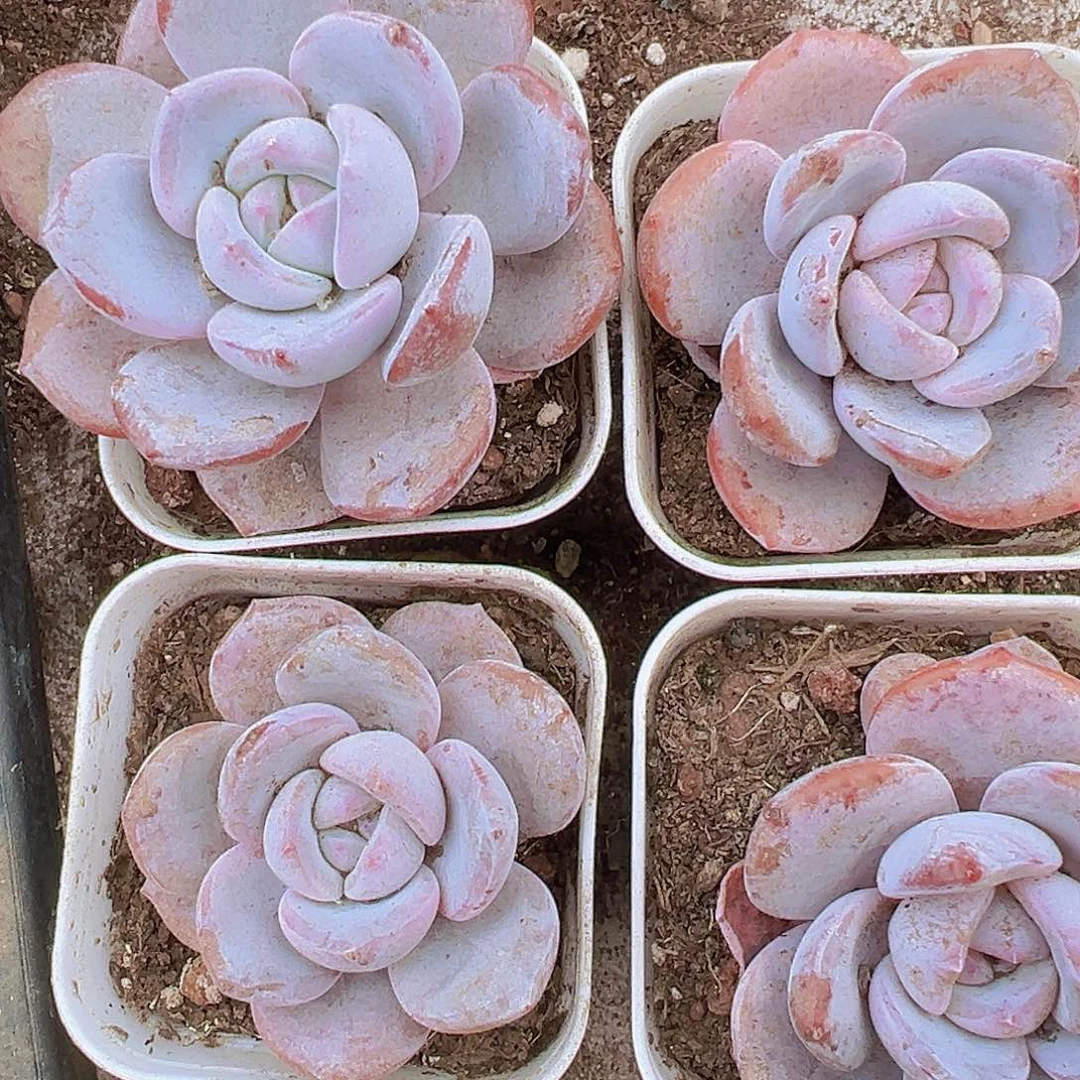 韩版奶茶单头1盆19包邮