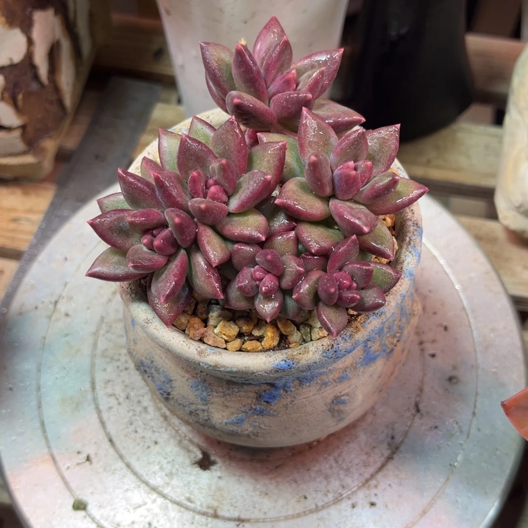 泡泡多肉植物duonvnvm