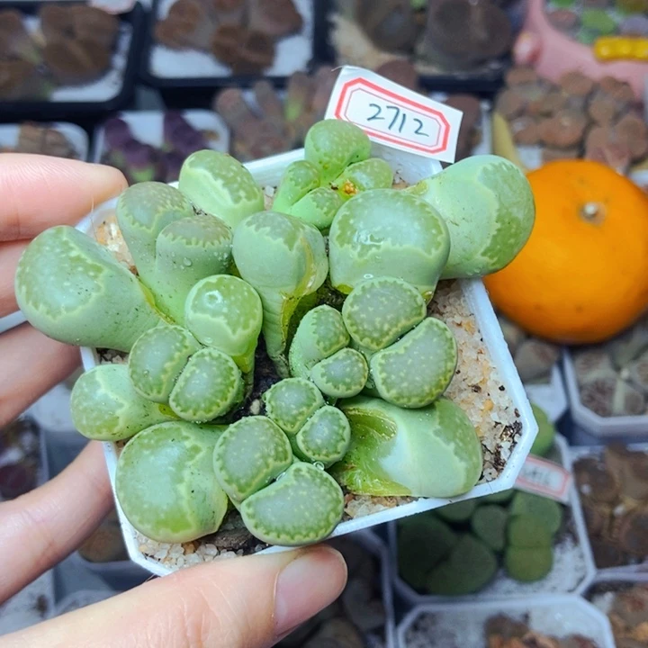 天*樱桃爱妃们的美肉