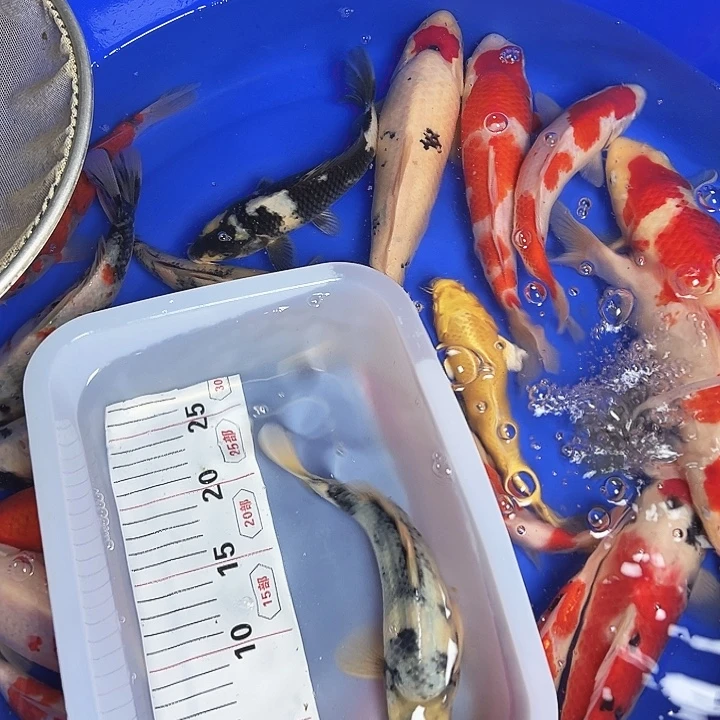 海水鱼锦鲤的尾巴是什么