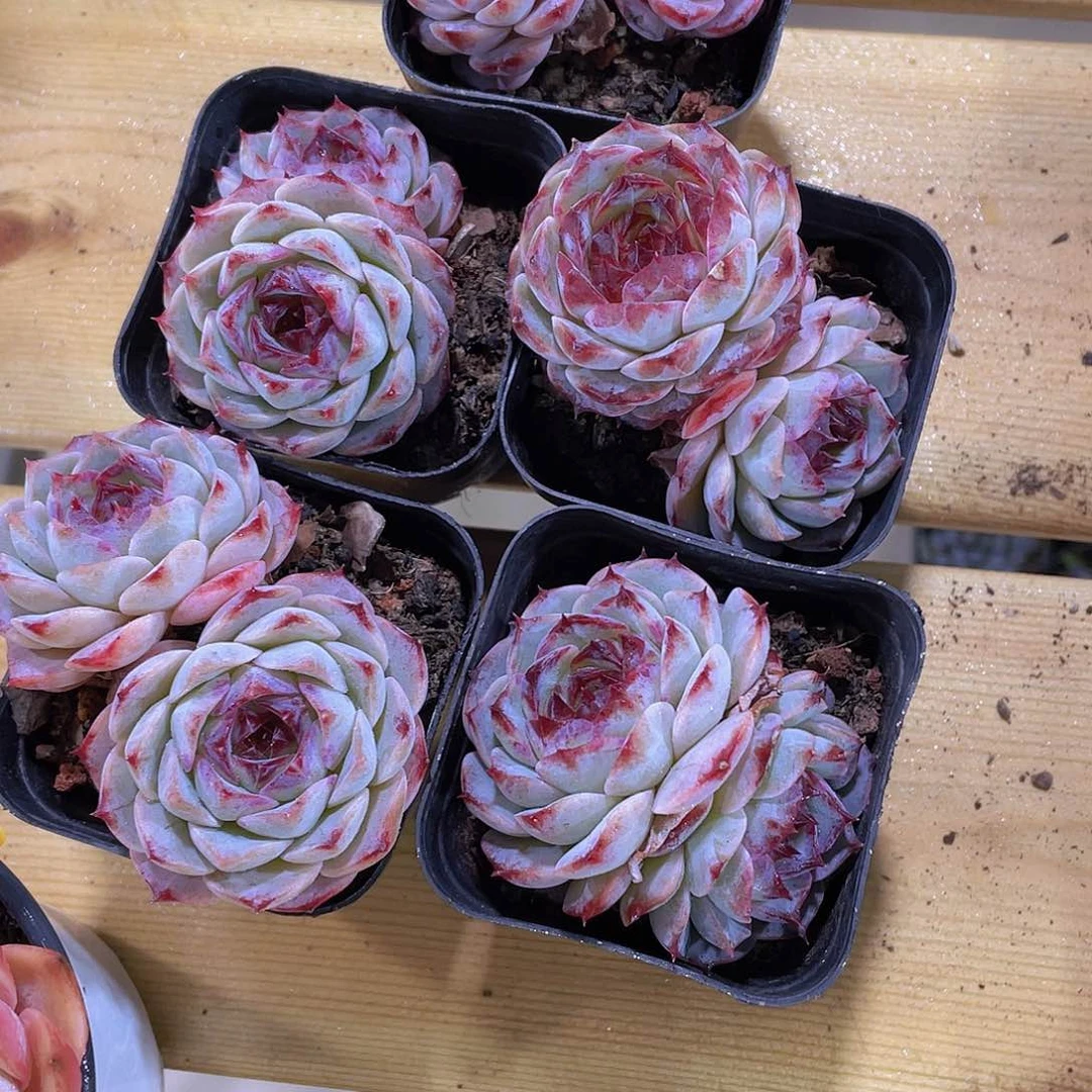 1190号 睫毛糖心焦糖玫瑰一颗