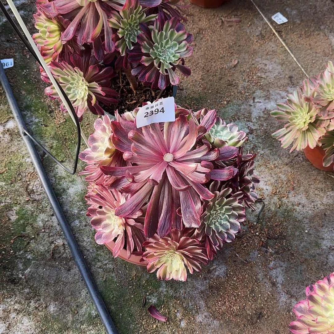 多肉植物琉璃2394