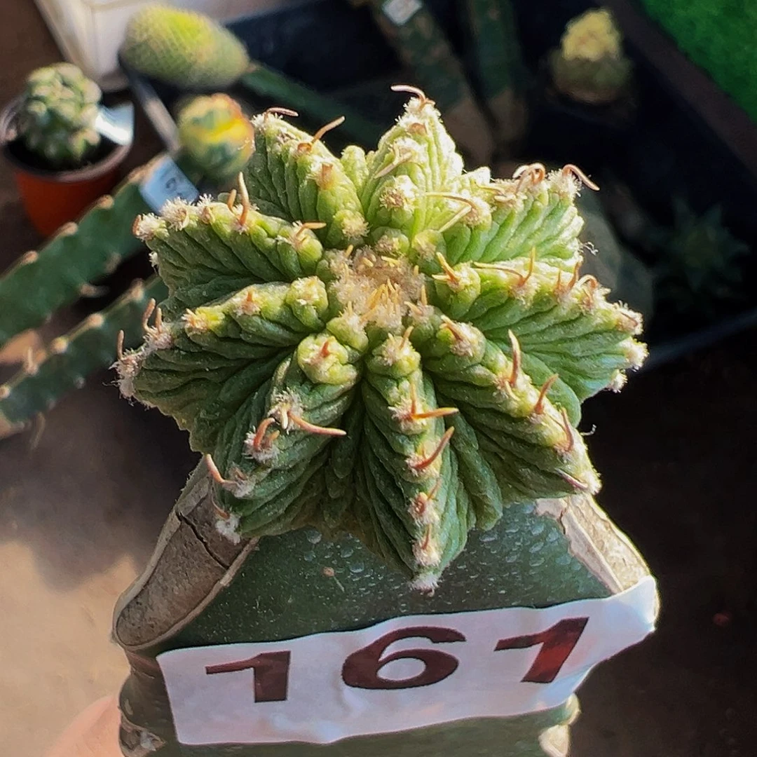 无花朵福利老花龙161