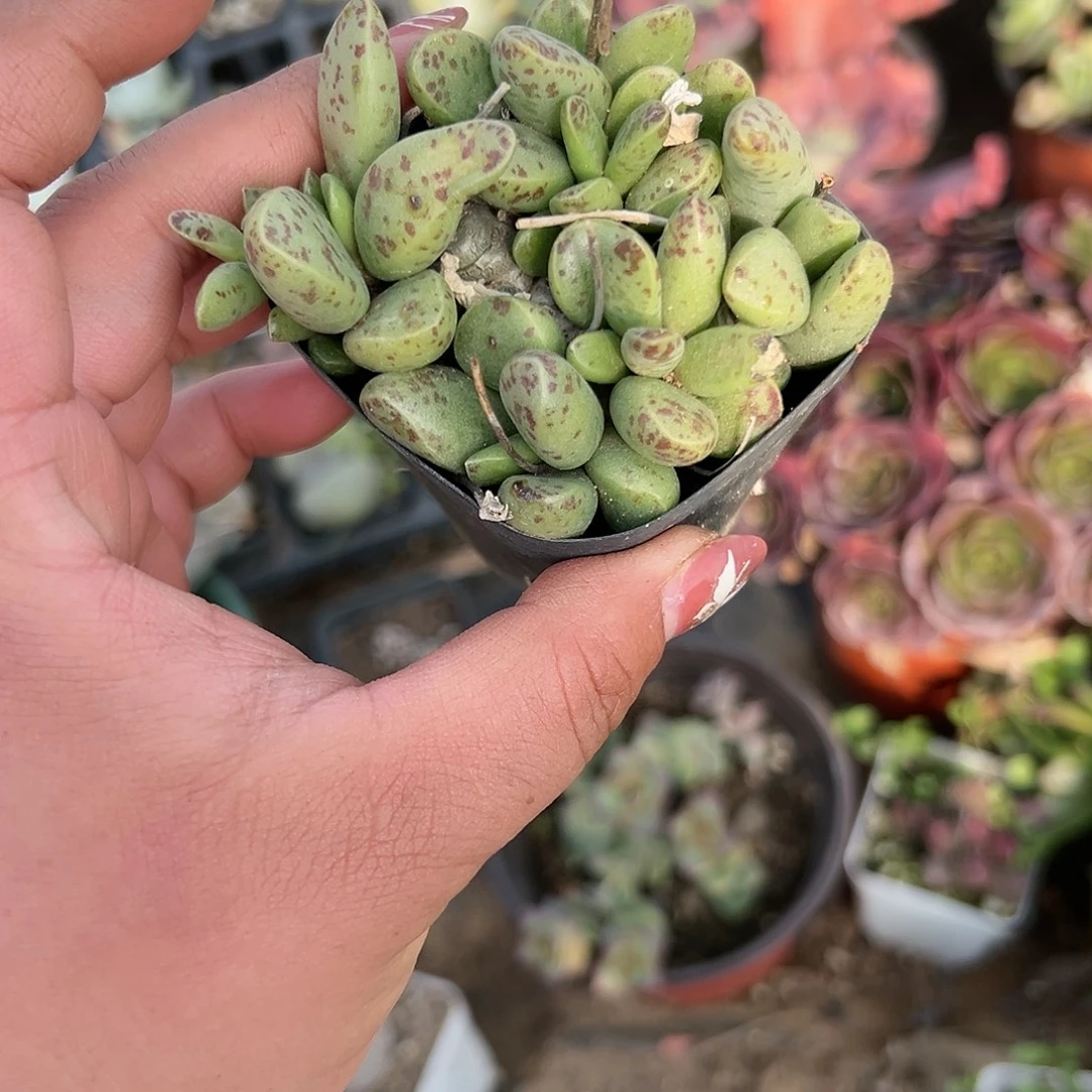 多肉植物块根水泡