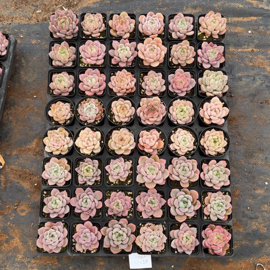 多肉杂交一物一拍17-37