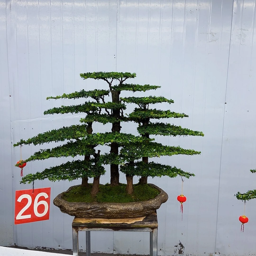 无花朵盆景直播间一物一拍