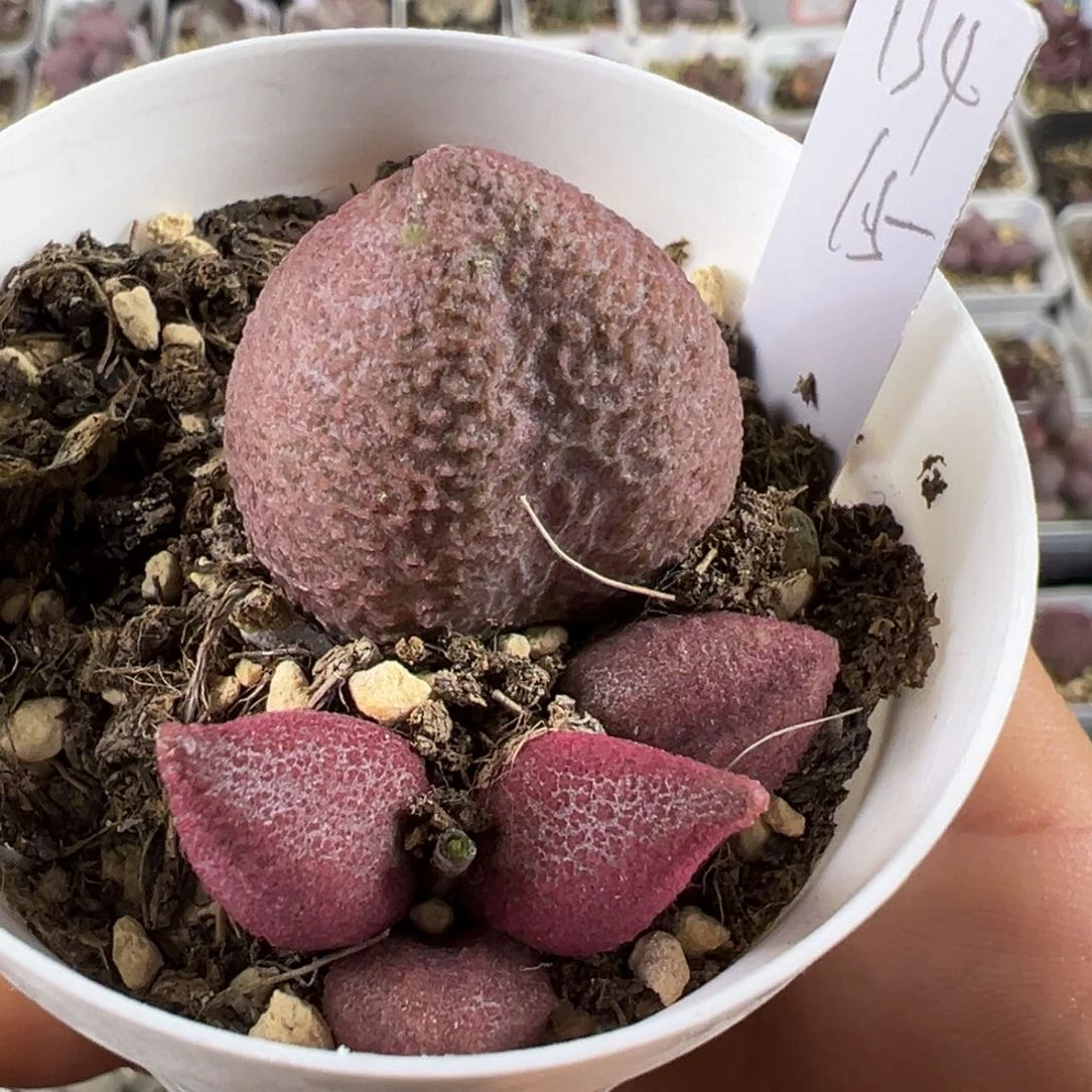 134号多肉植物水泡