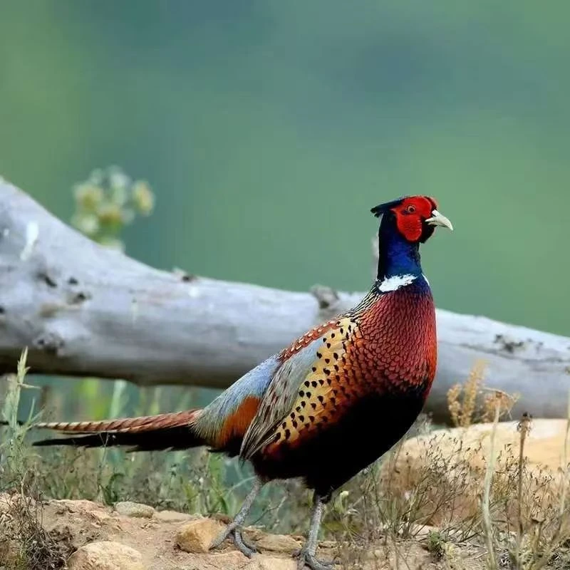 2公（郭兄6）正宗成年七彩山鸡人工散养观赏鸡肉质鲜美 京东包邮