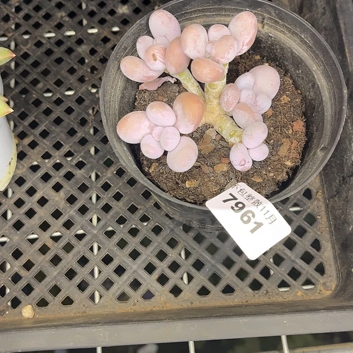 阿雅园艺。         7961