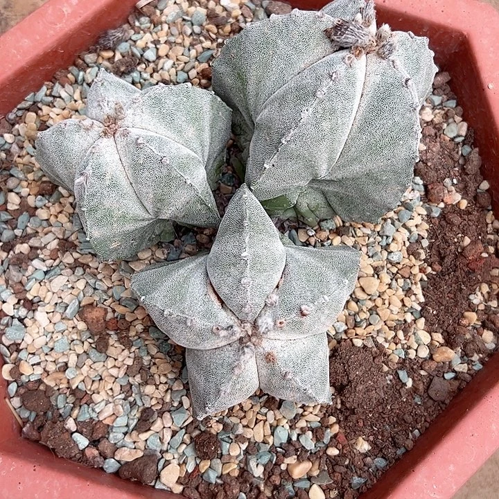 蓝***）恭喜发财。