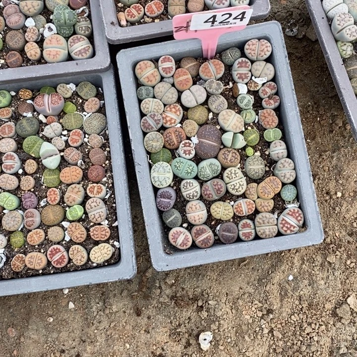 三***宝生石花等植物的生长424