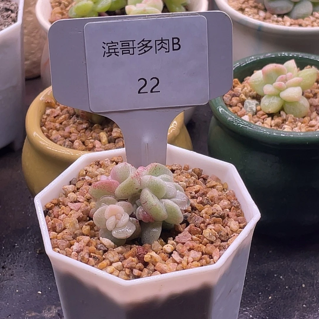 滨哥多肉B22冰玉石化白锦3头福利