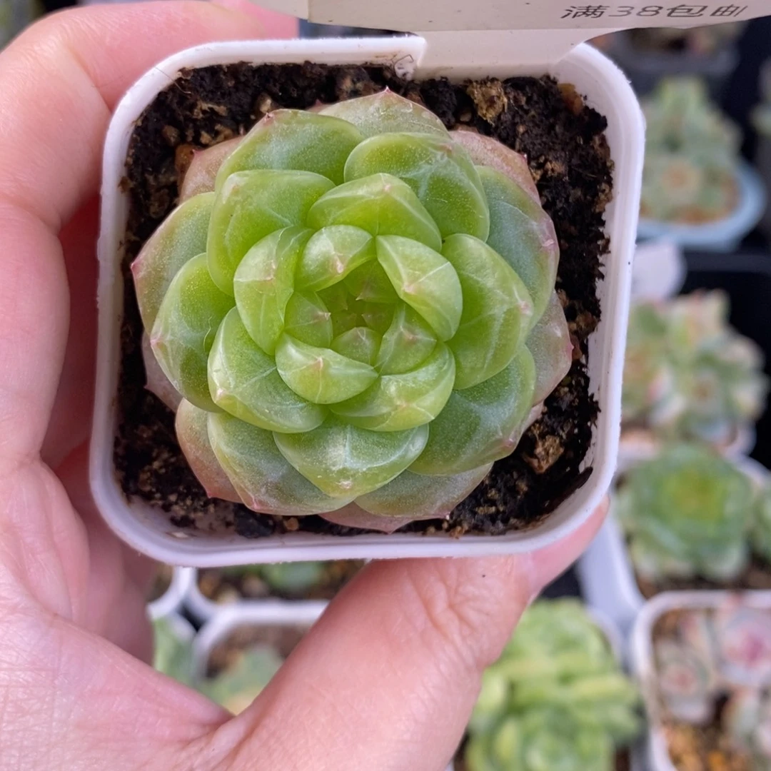 孤品珍妮单头一颗123号