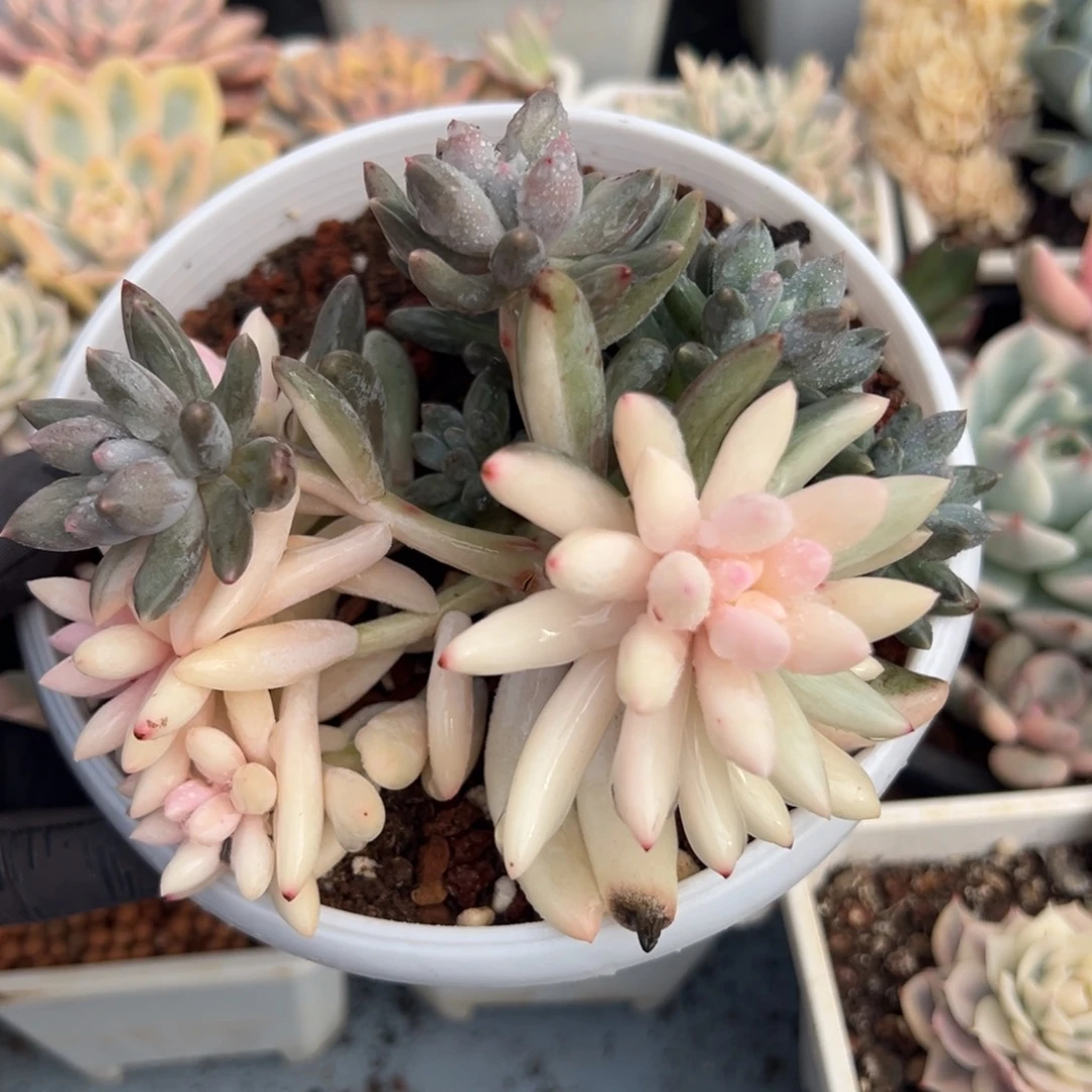 所罗门锦群生，白锦