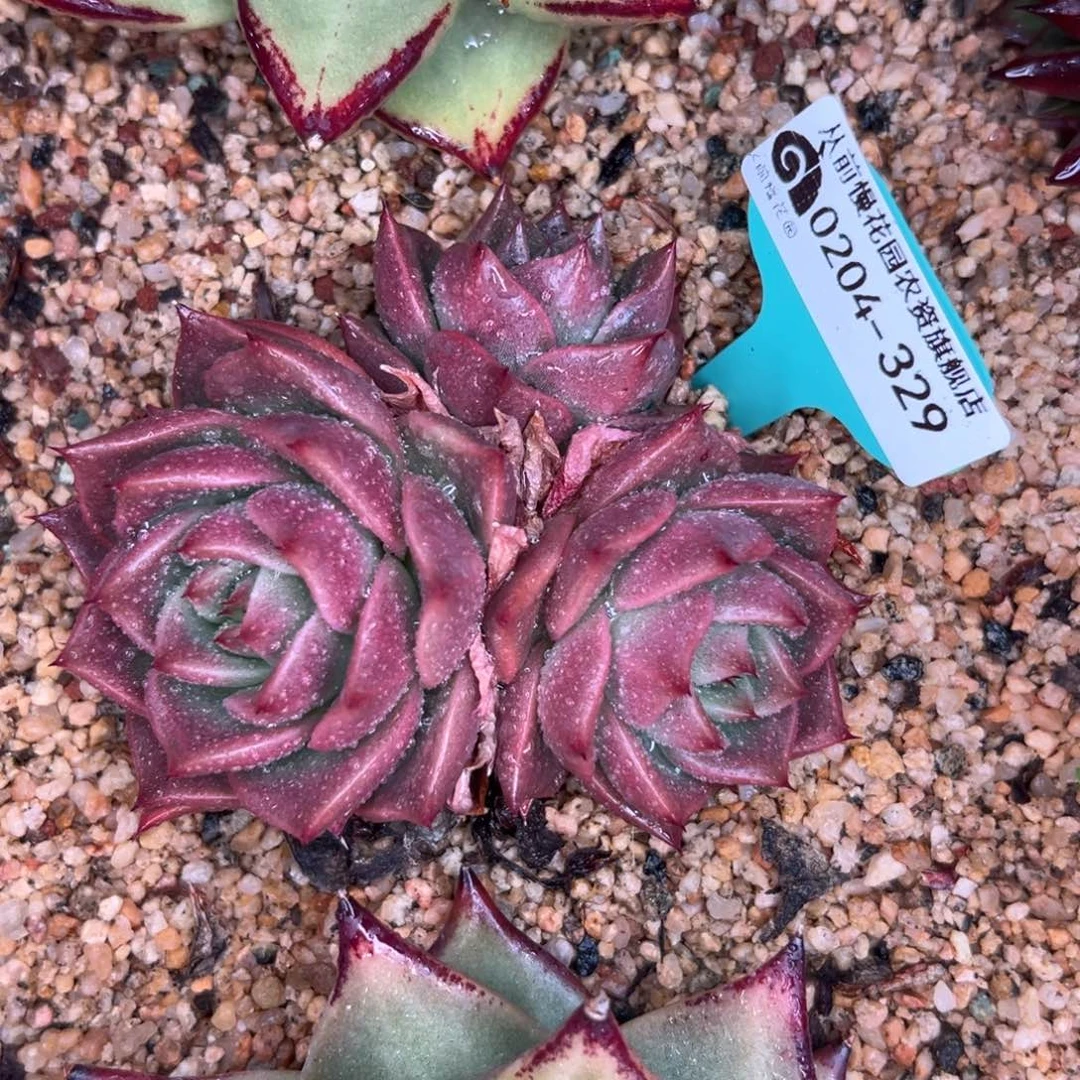 多肉一物一拍0204-329