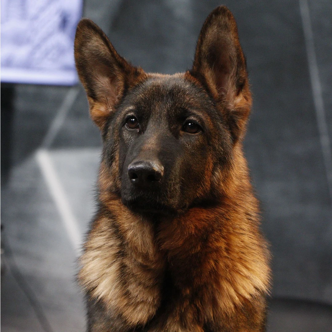 【侯哥德牧】西德牧羊犬乌蓝&乌尔坎女儿幼犬母 雅典娜