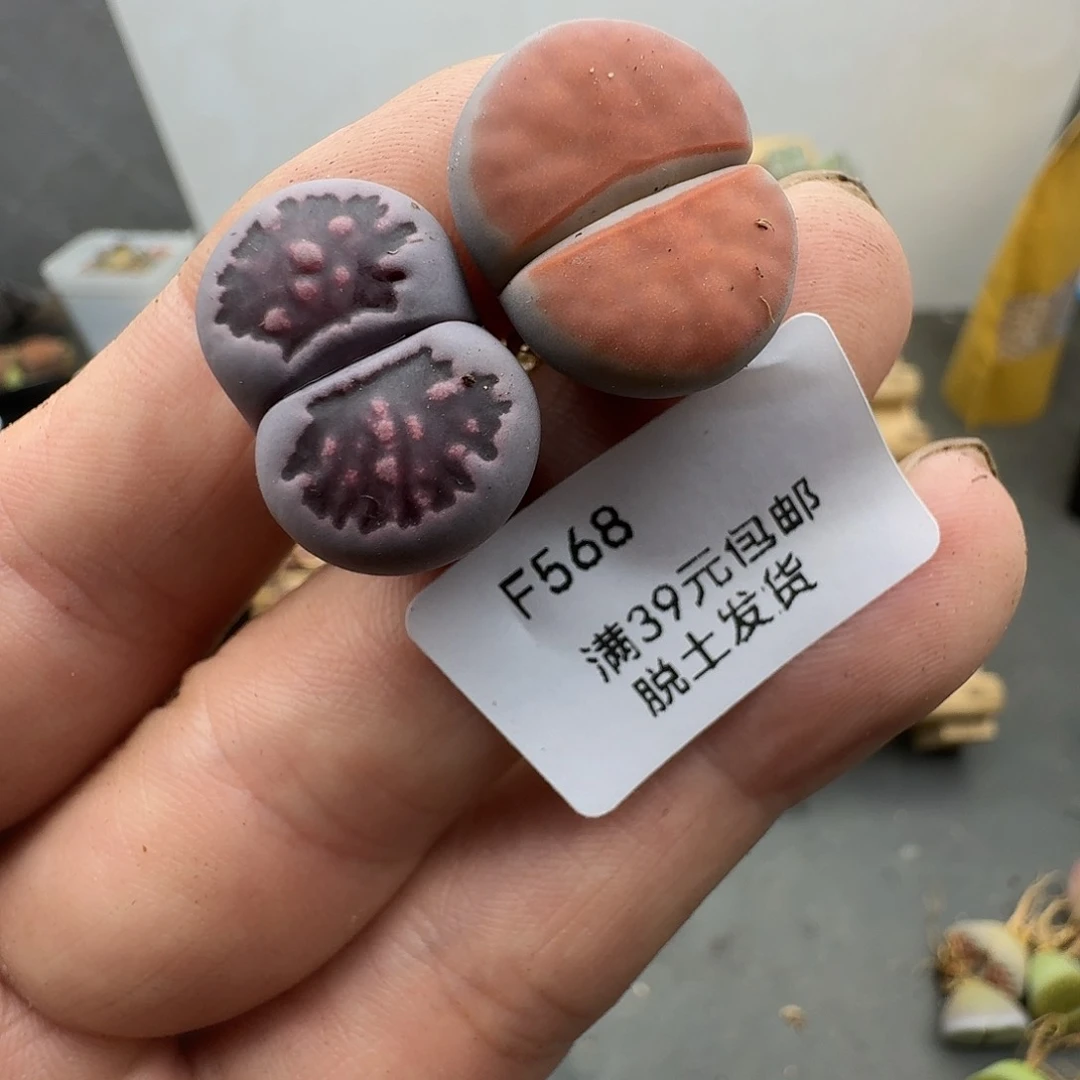 亦***568多肉哈哈哈哈哈哈哈