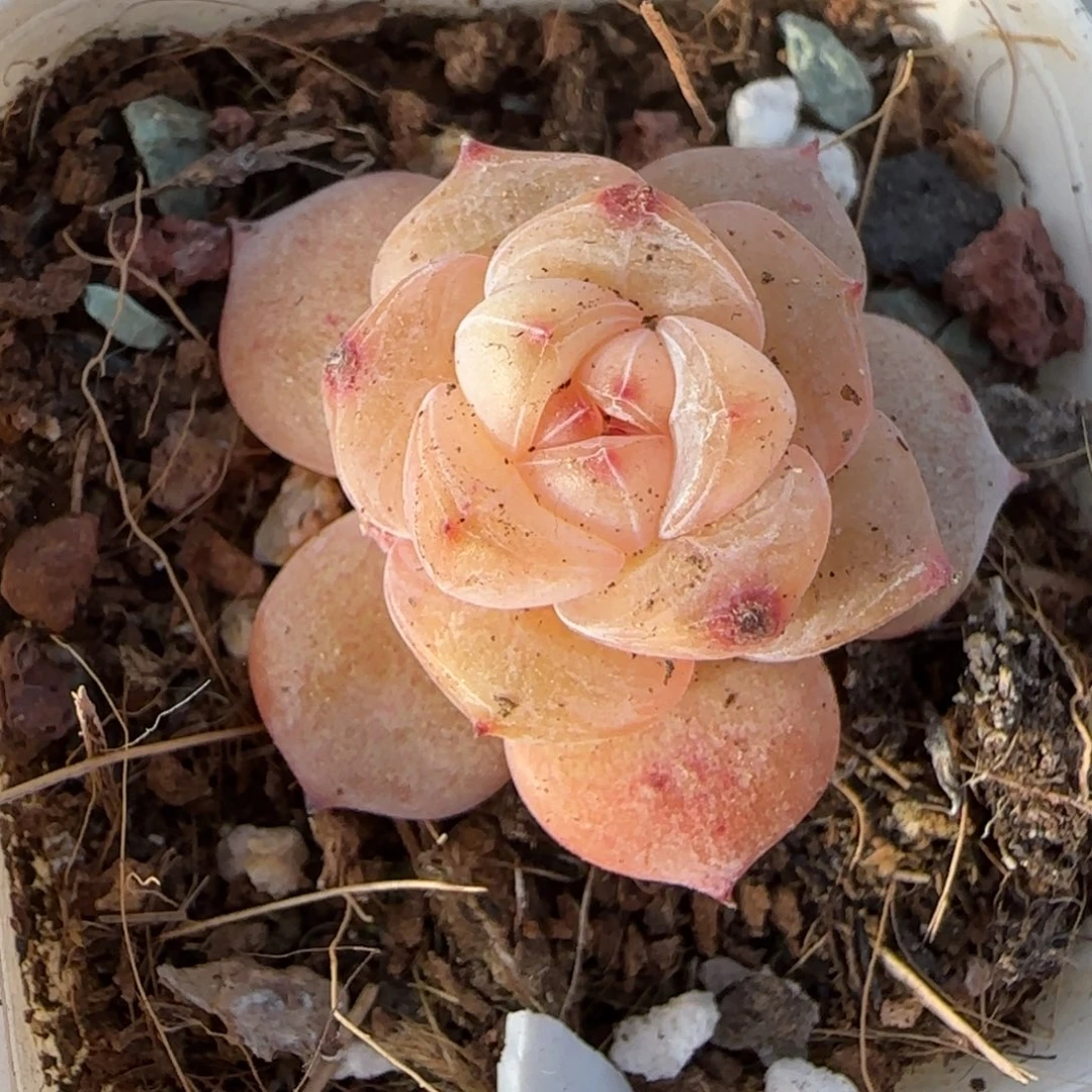 小卡拉米糖心一物一拍