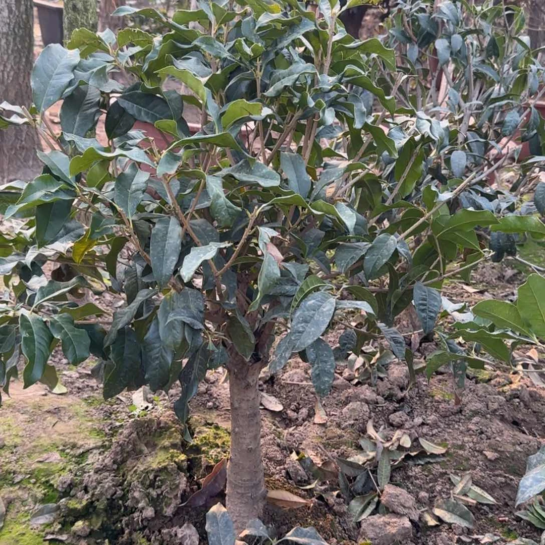 用****9桂花。四季桂系列