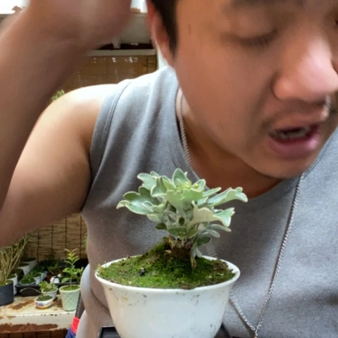 红陶船*車一物一拍所见即所得114