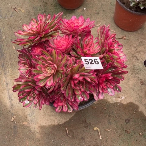 526白月光朵朵多肉，