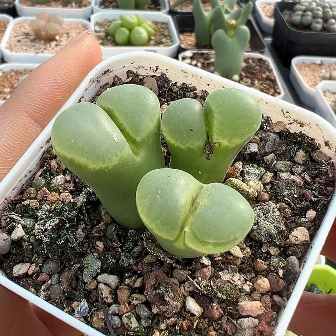 多肉肉锥 极窗三头