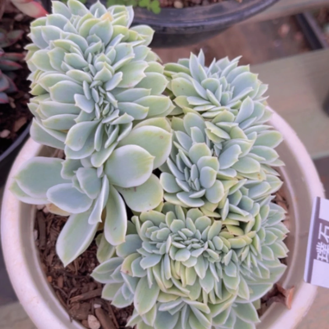 【闪购商品】柠檬玫瑰锦缀3143