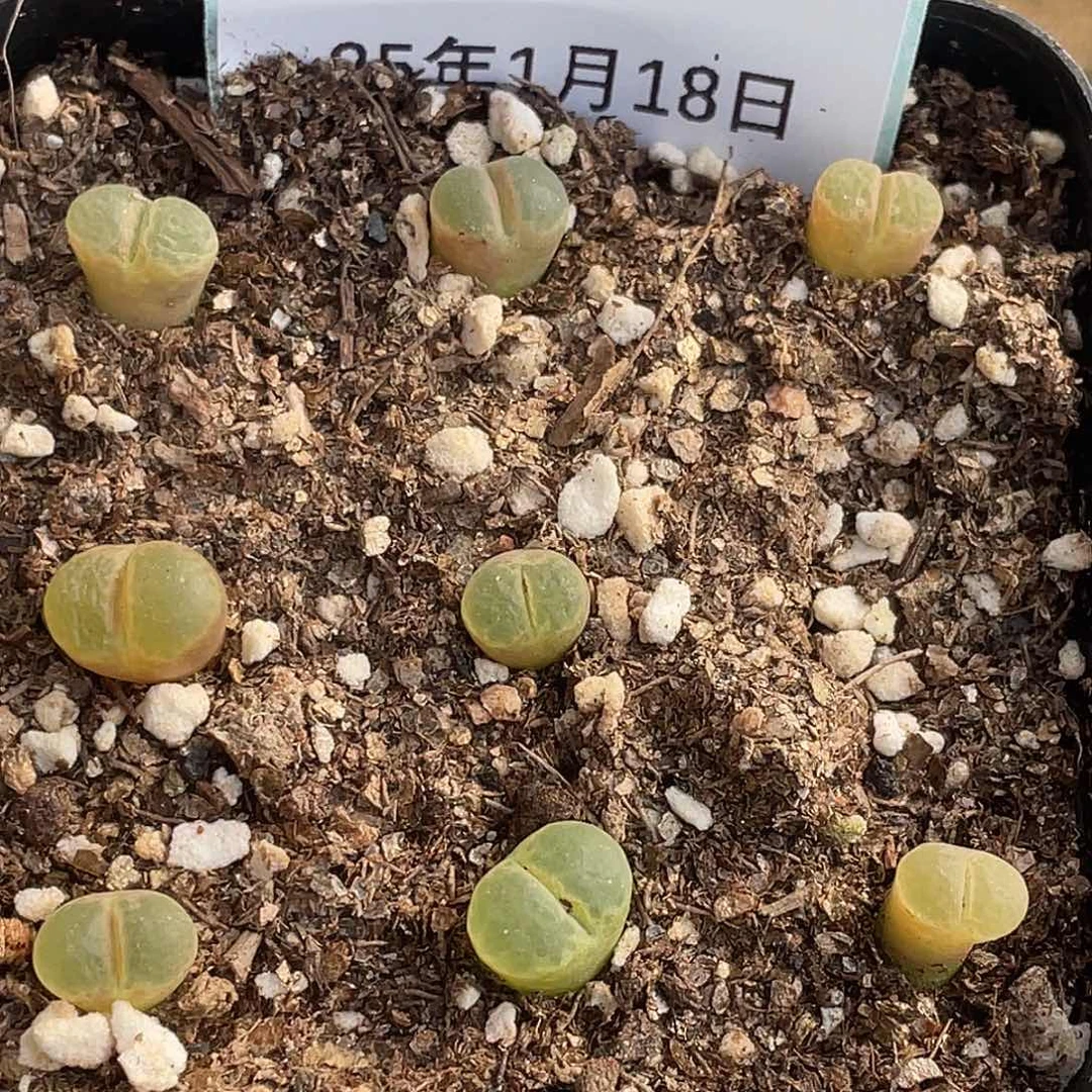 18-26樱花风铃肉锥