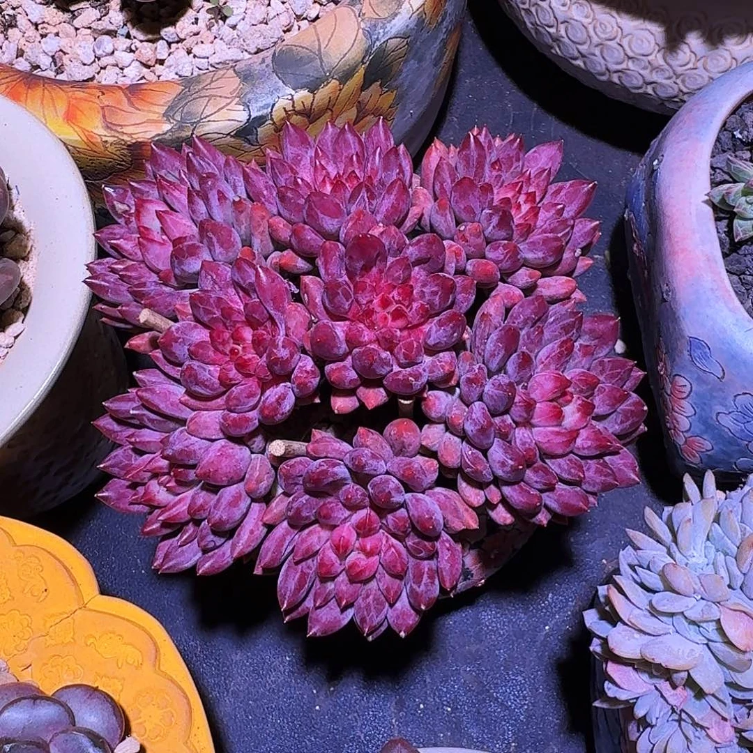 车厘子 8头 一物一拍