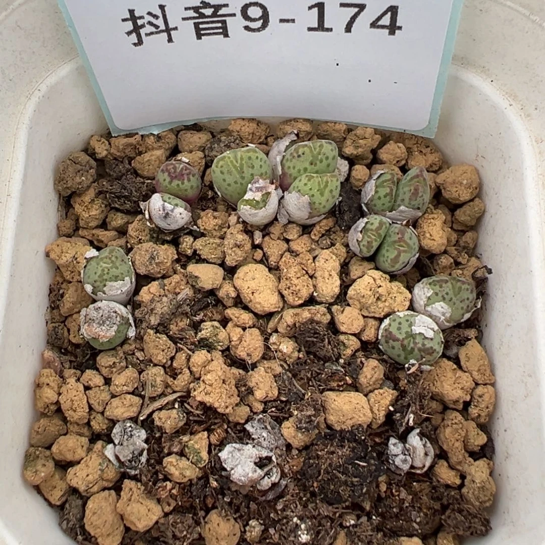 9-174肉锥多肉植物，