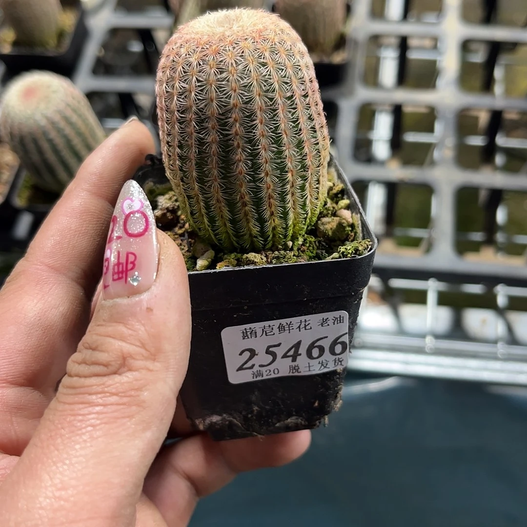 洛*25466一物一拍单头