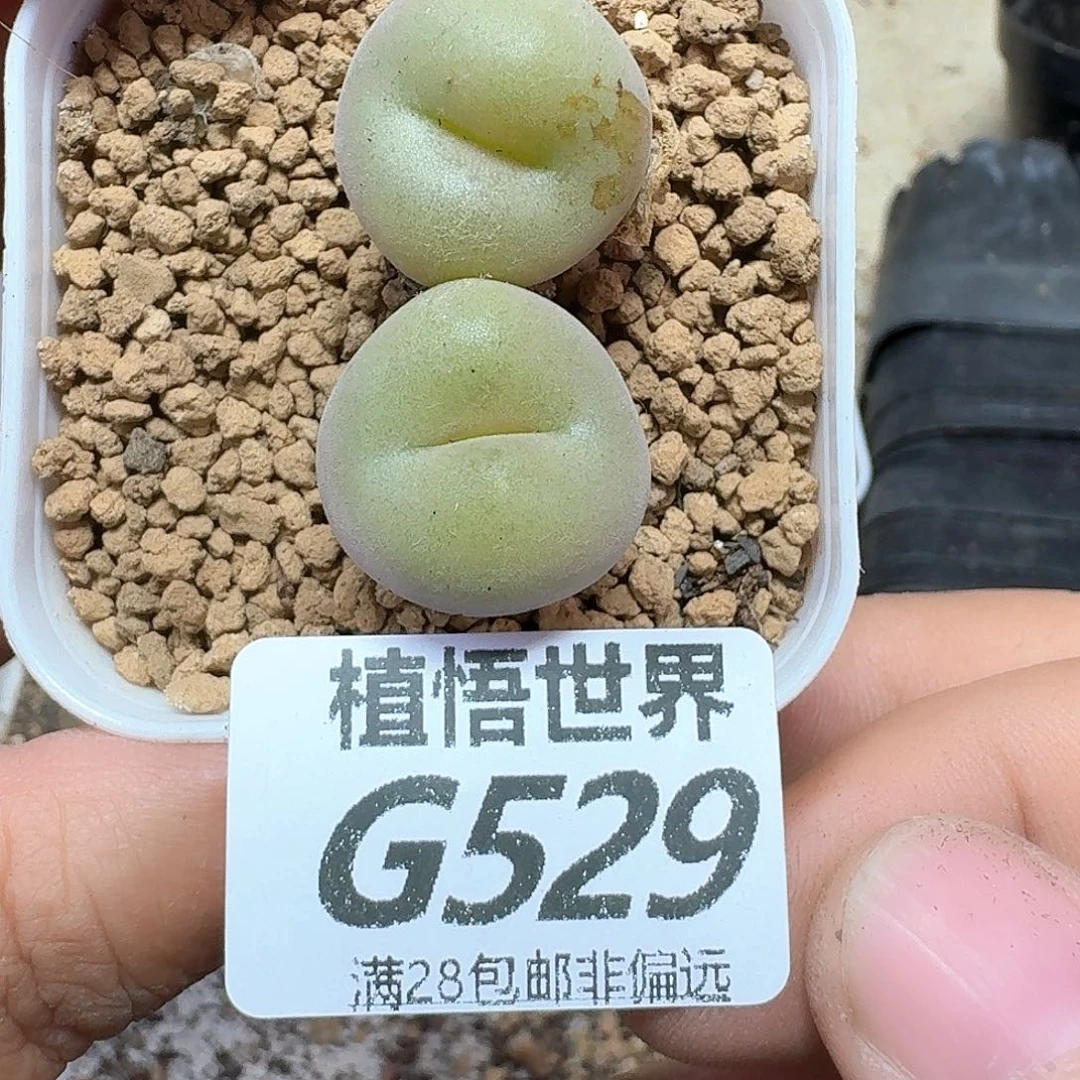 多肉植物的润泽额gb