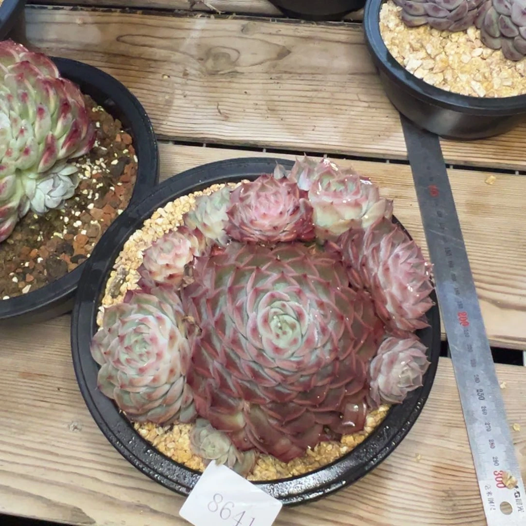 简*8641肉多门多哦哦